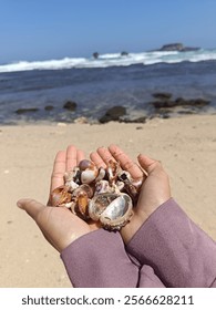 looking for shells on the beach.