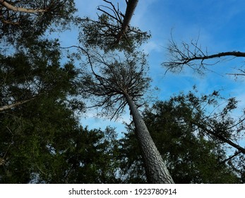 Looking up to the sky in a forest