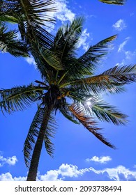 Looking Up At The Sky With A Palm Tree Blocking The Sun.