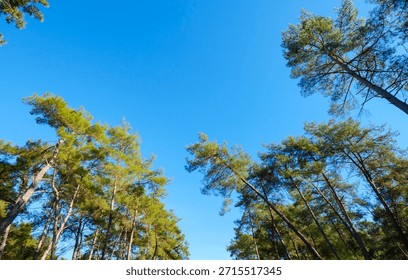Looking up at the sky through a gap in the pine forest where tree tops form a circular frame around the empty blue space