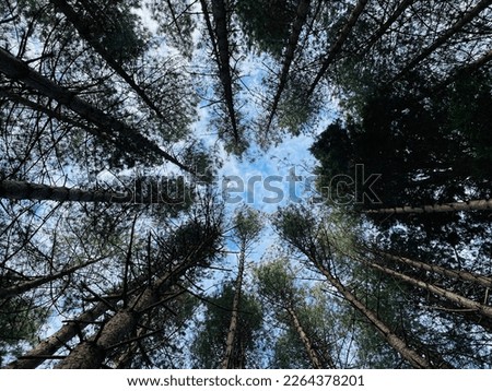 Looking up at the sky through the top of the trees.To be among these amazing tall trees gives you a wonderful feeling and makes you respect nature even more.