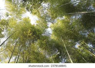 looking up at the sky through the tree branches