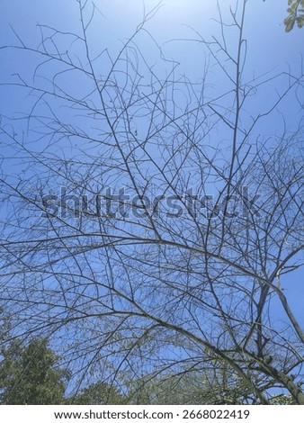 looking the sky through the tree with no leaves 
