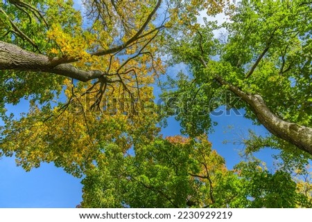 looking up to the sky through trees in early autumn colors