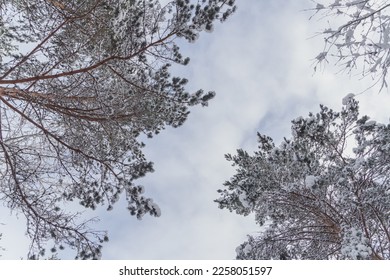 Looking at the sky, tree tops are covered in snow. Pine trees is mostly in the picture. Winter in Europe, Latvia, Valmiera. - Shutterstock ID 2258051597