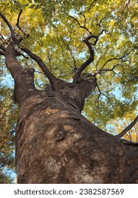 Looking up the sky under a tree