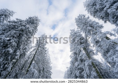 Looking up at snow covered spruce trees reaching towards a cloudy sky in the high fens nature park, belgium