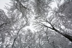 Looking Up To Snow Covered Tall Treetops With Lots Of Branches And Twigs