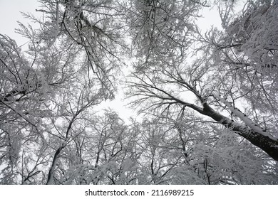 Looking Up To Snow Covered Tall Treetops With Lots Of Branches And Twigs