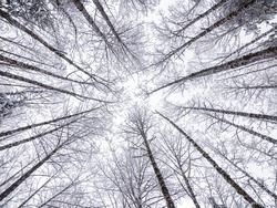 Looking Up At Snowy Sky Through Tree Tops In Winter Season With Fisheye Lens