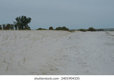 Looking south at Sunset Beach in Treasure Island Florida over the sea oats beach renourishment. Winds blowing over green oats out to the Gulf of Mexico.