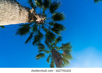 Looking Straight Up With Bark And Leaves Palm Trees Along The Southern Texas Gulf Coast In Corpus Christi , Texas , USA On A Perfect Sunny Blue Sky Day