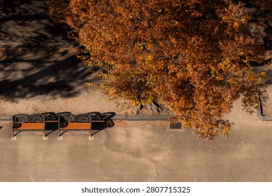 Looking straight down from above at a row of empty wooden park benches resting beneath a giant amber tree, pure light and shadow with nobody around in a public park in Japan