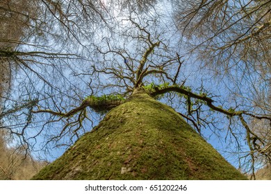 Looking straight up a moss covered tree trunk from ground level