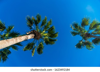 Looking Straight Up At Palm Trees Along The Southern Texas Gulf Coast In Corpus Christi , Texas , USA On A Perfect Sunny Blue Sky Day