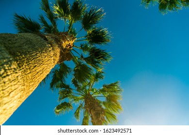 Looking Straight Up Palm Trees Along The Southern Texas Gulf Coast In Corpus Christi , Texas , USA On A Perfect Sunny Blue Sky Day