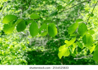 Looking up at sun rays shining through forest trees. Diffused sunlight filtering through green leaves. Sunny summer natural background with sunbeam bokeh. Japanese Komorebi concept