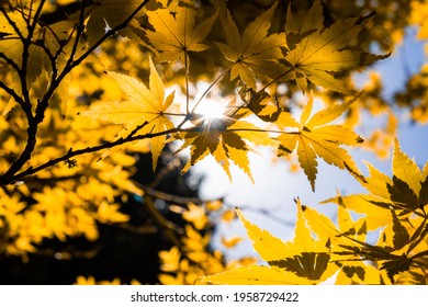 Looking up at sun shining through tree canopy with shallow focus - autumn theme