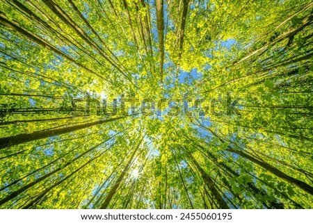 looking up at the sun through the trees in a forest