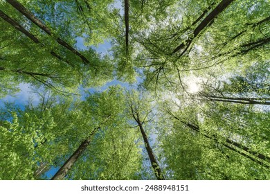 Looking up at sunlight filtering through a lush green canopy of towering trees in a serene forest setting