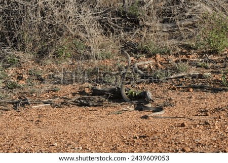 Looking if the surrounding area is save or looking for his next meal.