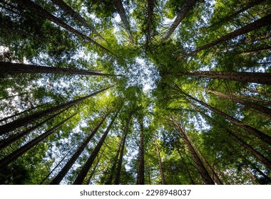 Looking up at tall Californian redwood trees. Dense forest with tall trees, green leaves and sun coming through the leafy green canopy.  - Powered by Shutterstock