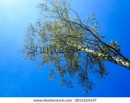 Looking up at a tall eucalyptus tree with green leaves and branches spreading across a beautiful clear blue sky background on a sunny day
