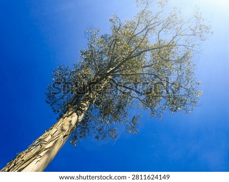 Looking up at a tall old eucalyptus tree trunk with green leaves and spreading branches against a clear blue sky background under bright direct afternoon sunlight