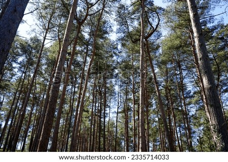Looking up in to tall pine tree canopy