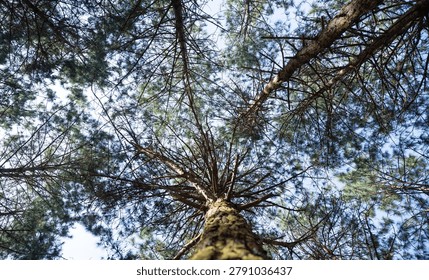 Looking up at tall pine trees with branches and green needles against clear blue sky