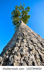 Looking up at a tall tree.
