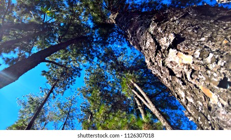 Looking Up the Tall Trees 