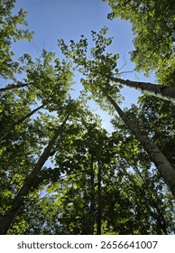 Looking up at tall trees 🌳 