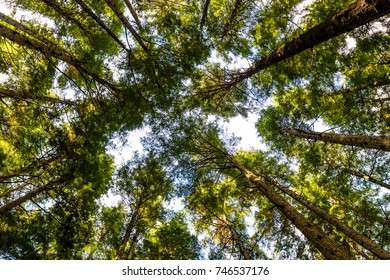 Looking up at Tall Trees