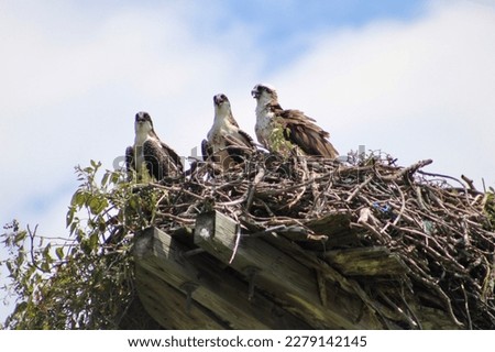 Looking up at three ospreys perched in their large nest made of thick sticks and tree branches. 