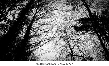 Looking up through bare tree branches against a cloudy sky in a stark black and white forest