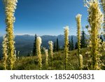 Looking Through Bear Grass in Glacier on Huckleberry mountain