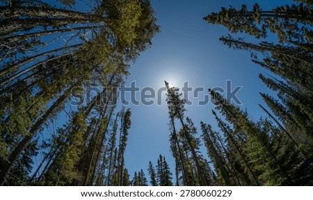 Looking up through a black spruce forest at a blue sky with a bright sun