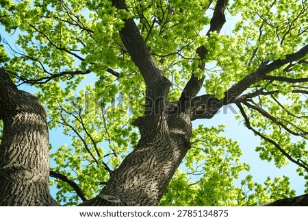 Looking up through branches and green leaves towards the sky.