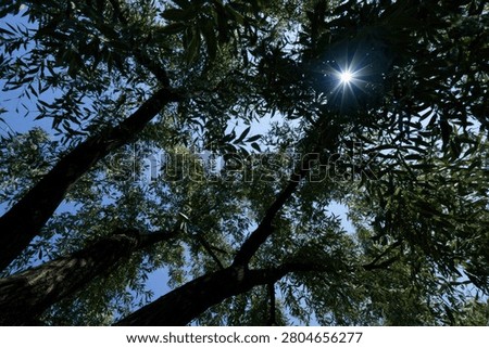 Looking up through the branches and leaves of a vibrant green tree towards the bright sun, creating a beautiful natural pattern.