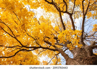 Looking up through branches of tree at yellow autumn leaves.