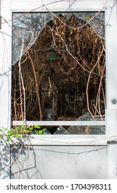 Looking Through A Broken Window In A Screen Door To An Abandned And Overgrown Greenhouse