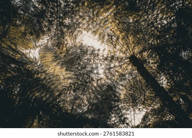 looking up through the canopy of a temperate rainforest, dominated by towering tree ferns. beauty in nature abstract background. ecosystem and environment design element with copy space.