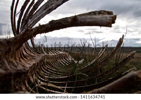 looking through the decomposed rib cage of a wild welsh horse