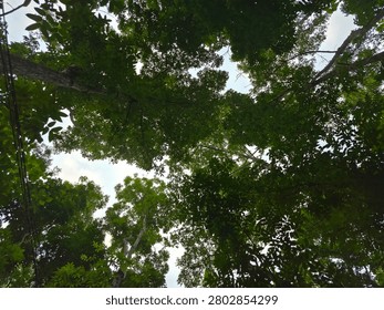 Looking up through a dense forest canopy of lush green tree branches opening up to a bright sky.