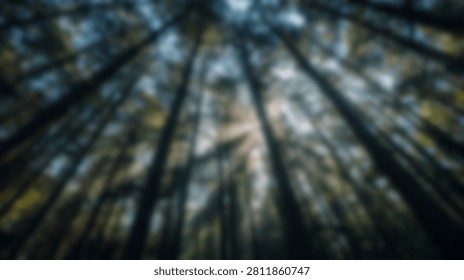 Looking up through a dense forest canopy as sunlight streams through the tall trees, creating a dappled light effect.