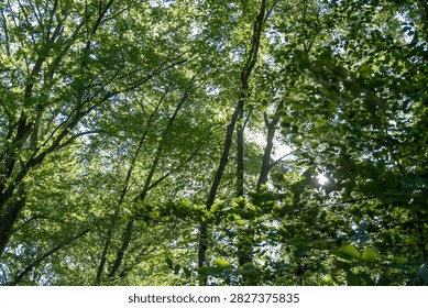 Looking up through a dense forest canopy reveals a complex web of vibrant green leaves. Sunlight filters softly between towering mature trees and lush foliage branches. Bright rays illuminate the tranquil natural landscape with warm daytime illumination. This peaceful woodland scene powerfully symbolizes environmental harmony and healthy organic growth. Perfect for ecological projects, wellness designs, or sustainable nature themes by creative buyers