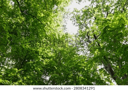 Looking up through dense tree branches and summer foliage towards a bright sky in a public park.