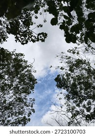 Looking up through a dense tree canopy towards a bright cloudy sky. Low angle perspective of a tropical forest with lush green foliage.