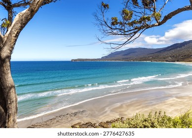 Looking through the eucalyptus trees to Pirate's Bay Beach, Tasmania, Australia. A popular surfing and walking destination, with sweeping white sands and view of the blue Tasman sea.